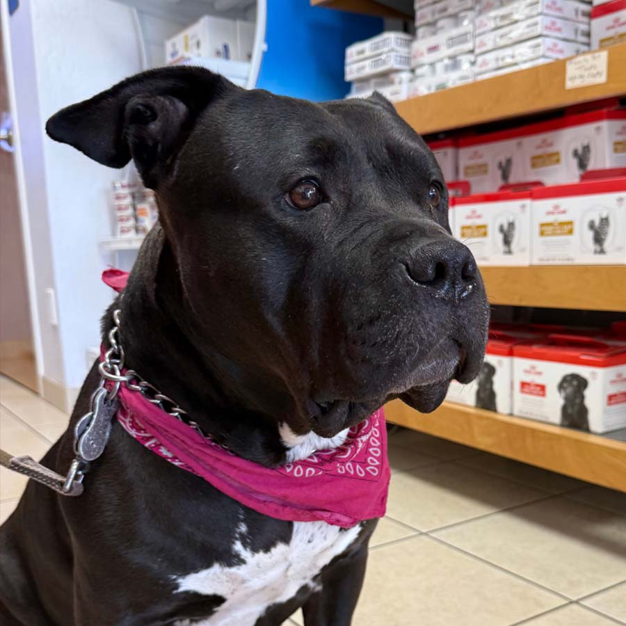 Family Pet Medical Center News Fort Lauderdale Florida