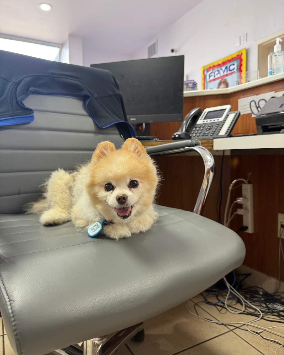 Animal Diagnostics Vet Fort Lauderdale Florida