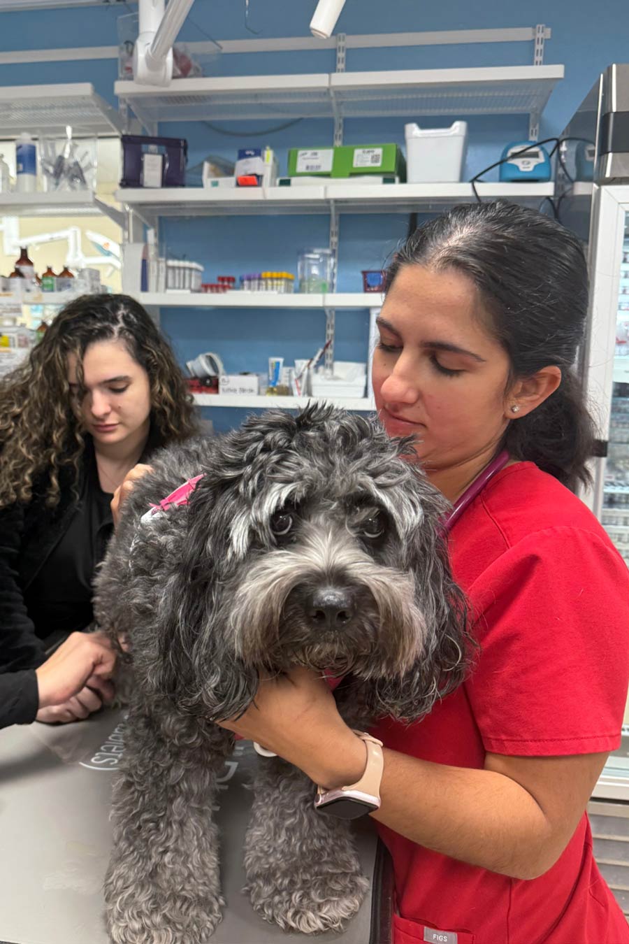 Emergency Care Veterinarian Primary Care Visit