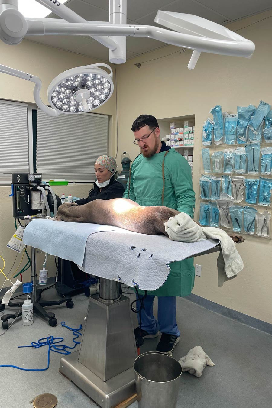 Vet Surgery Animal Hospital Fort Lauderdale Florida